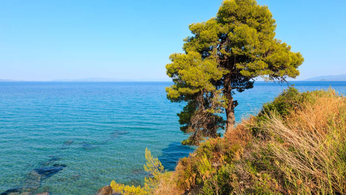Pine tree and Mediterranean vegetation above the blue waters of the sea in Halkidiki